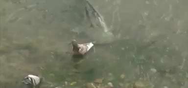 شکار کبوتر توسط گربه ماهی